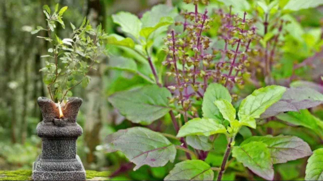 નકારાત્મક ઉર્જાનો અંત: જ્યારે તમારા ઘરમાં તુલસીના છોડ પાસે દૂર્વા ઉગવાનું શરૂ થાય છે, ત્યારે સમજો કે ઘરની બધી નકારાત્મક ઉર્જા દૂર થવાની છે અને સકારાત્મક ઉર્જા પ્રવેશ કરશે. વધુમાં, ટૂંક સમયમાં તમારા ઘરમાં સંપત્તિનું આગમન થશે.