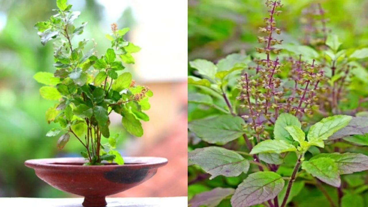 નાણાકીય સ્થિતિમાં સુધારો: તુલસીના છોડ પાસે દૂર્વા લગાવવાથી નાણાકીય સુખાકારીમાં સુધારો થાય છે. તે એ પણ સૂચવે છે કે તમને ટૂંક સમયમાં ખૂબ જ સારી ઓફર મળી શકે છે, જે તમારા કારકિર્દીમાં પ્રગતિનો માર્ગ મોકળો કરશે.