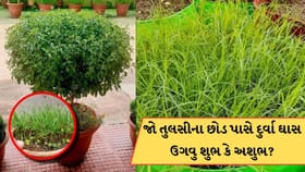 જો તુલસીના છોડ પાસે દુર્વા ઘાસ ઉગવુ શુભ કે અશુભ?જાણો વાસ્તુ શું કહે છે