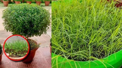 સનાતન ધર્મમાં તુલસીના છોડનું વિશેષ મહત્વ છે. તુલસીનું ખૂબ જ વૈજ્ઞાનિક અને ધાર્મિક મહત્વ પણ માનવામાં આવે છે. એવું કહેવાય છે કે જે લોકો માતા તુલસીની સેવા કરે છે તેમના ઘરમાં ક્યારેય ધન અને સમૃદ્ધિની કમી રહેશે નહીં. વાસ્તુશાસ્ત્ર અનુસાર, ઘરમાં તુલસીના છોડની સ્થિતિ ઘરના વાતાવરણ પર અસર કરે છે અને પરિવારના સભ્યો માટે શુભ અને અશુભ સંકેતો પણ આપે છે.