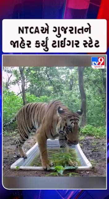 ગુજરાતનું ગૌરવ.. હવે વાઘ !