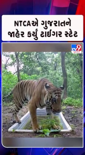 ગુજરાતનું ગૌરવ.. હવે વાઘ !