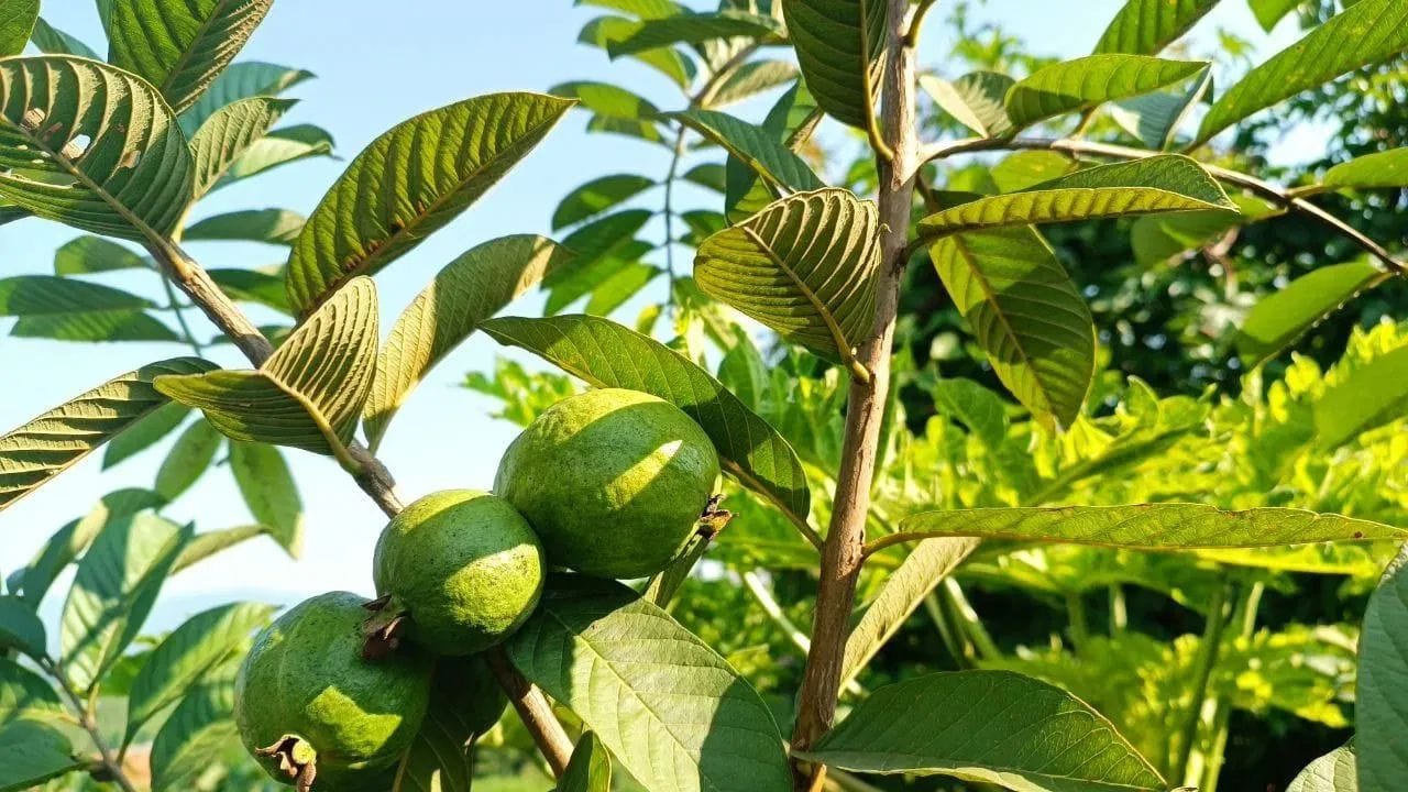 જો તમે શિયાળામાં વજન વધવાની ચિંતા કરો છો, તો જામફળ તમને મદદ કરી શકે છે. જામફળમાં કેલરી ખૂબ ઓછી હોય છે અને ફાઇબર વધુ હોય છે. ખાધા પછી ફાઇબર તમને લાંબા સમય સુધી પેટ ભરેલું રાખે છે, જેનાથી તમે વારંવાર ખાવાથી બચી શકો છો. તે ચયાપચયને પણ વેગ આપે છે.