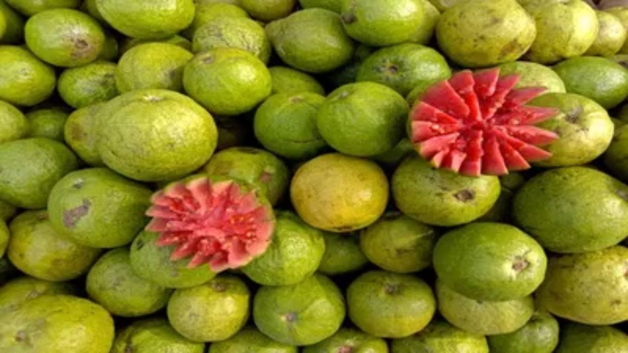 જામફળમાં ડાયેટરી ફાઇબર ભરપૂર હોય છે, જે પેટ માટે ખૂબ જ ફાયદાકારક છે. આ ફાઇબર પાચનતંત્રને સ્વસ્થ રાખે છે અને કબજિયાતમાં રાહત આપે છે. શિયાળા દરમિયાન લોકોનું પાચન ઘણીવાર ધીમું પડી જાય છે, તેથી જામફળ ખાવાથી પેટ સાફ રહે છે અને ગેસ કે એસિડિટી થતી અટકે છે.