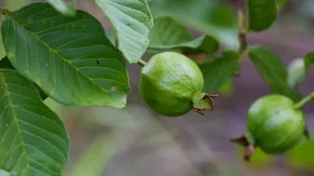 શિયાળામાં ઘણીવાર આપણને સુસ્તી અને થાક લાગે છે. જામફળમાં કુદરતી શર્કરા અને પોષક તત્વો હોય છે જે તાત્કાલિક ઉર્જા પ્રદાન કરે છે.