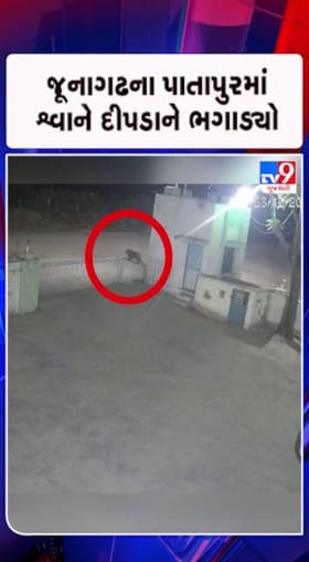 શ્વાનને જોઈ દીપડો ભાગતો નજરે પડ્યો