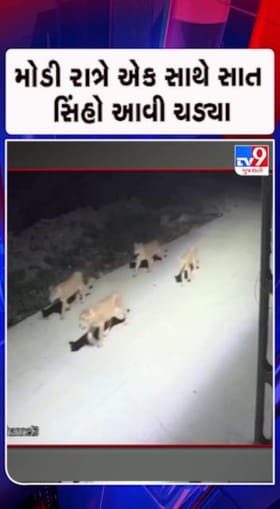 સાવજોની લટાર...સ્થાનિકોમાં ફફડાટ !