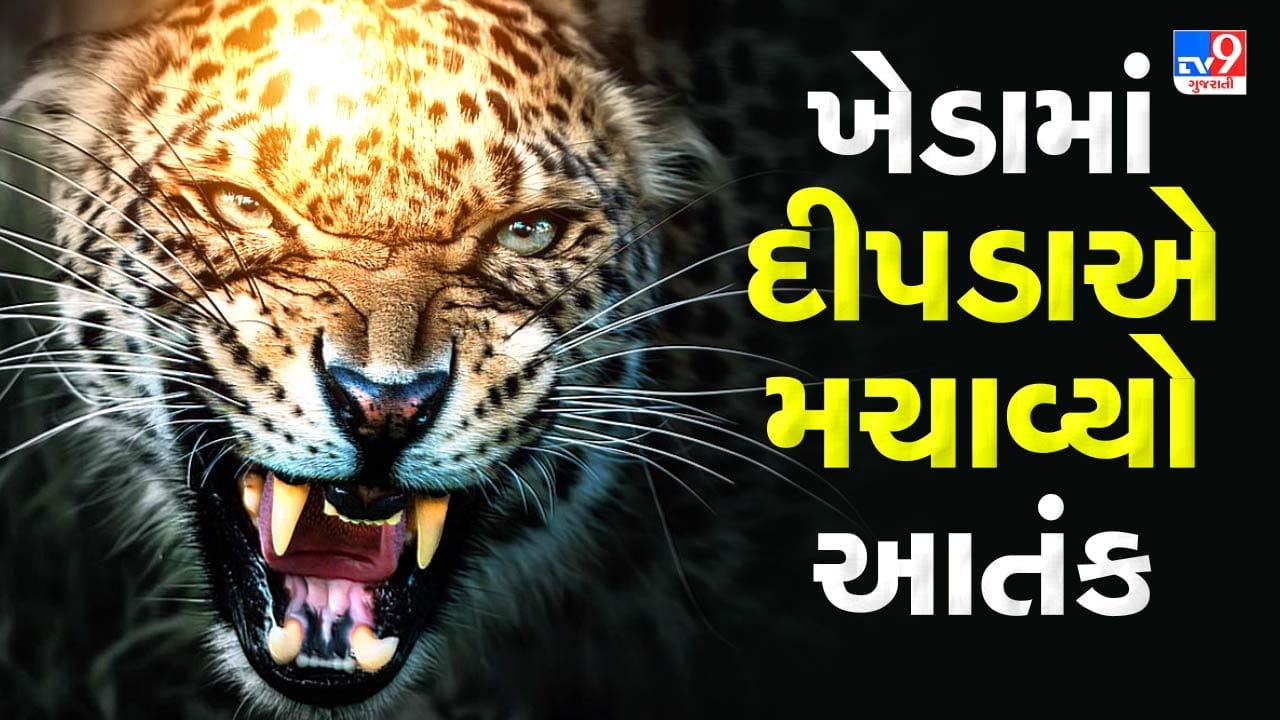 ખેડા જિલ્લાના ઉધમતપુરા ગામમાં દેખાયો દીપડો, ત્રણ લોકો પર કર્યો હુમલો, સ્થાનિકોમાં ફફડાટ,  જુઓ Video