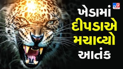ખેડા જિલ્લાના ઉધમતપુરા ગામમાં દેખાયો દીપડો, ત્રણ લોકો પર કર્યો હુમલો, સ્થાનિકોમાં ફફડાટ, જુઓ Video ખેડા જિલ્લાના ઉધમતપુરા ગામમાં દેખાયો દીપડો, ત્રણ લોકો પર કર્યો હુમલો, સ્થાનિકોમાં ફફડાટ, જુઓ Video