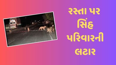 Gir Somnath : સૌરાષ્ટ્રની શાન ગણાતા સાવજનો આખો પરિવાર લટાર પર નીકળ્યો, ઉના હાઇવે પર એકસાથે 10 સિંહ દેખાયા, જુઓ Video Gir Somnath : સૌરાષ્ટ્રની શાન ગણાતા સાવજનો આખો પરિવાર લટાર પર નીકળ્યો, ઉના હાઇવે પર એકસાથે 10 સિંહ દેખાયા, જુઓ Video