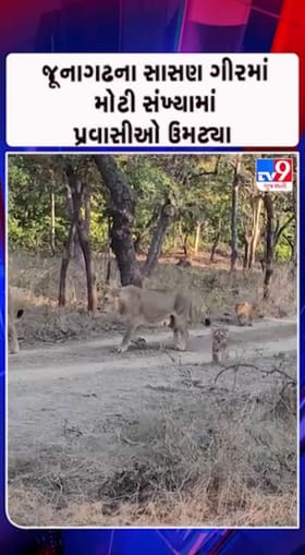 સાસણ ગીરનો ભવ્ય નજારો..પ્રવાસી આનંદો..!