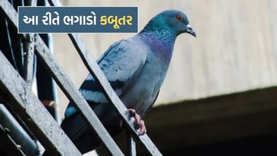 કબૂતરો સૌથી વધુ શેનાથી ડરે છે? ભગાડવાનો આ રામબાણ તરીકો જાણી લો- મળી જશે ઝંઝટથી છુટકારો