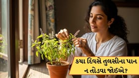 કયા દિવસે તુલસીના પાન ન તોડવા જોઈએ? આ જાણી લેજો