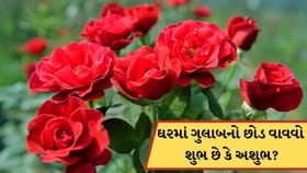 ઘરમાં ગુલાબનો છોડ લગાવવો શુભ છે કે અશુભ? જાણો વાસ્તુ શું કહે છે