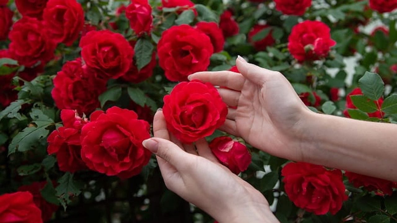 શું તમારા ઘરમાં કે ગાર્ડનમાં ગુલાબનો છોડ વાવ્યો છે? ગુલાબનો છોડ લગાવતા પહેલા લોકો વિચાર કરતા નથી. પણ શું વાસ્તુ મુજબ ઘરમાં ગુલાબનો છોડ લગાવવો શુભ છે કે અશુભ ચાલો અહીં સમજીએ