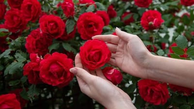 શું તમારા ઘરમાં કે ગાર્ડનમાં ગુલાબનો છોડ વાવ્યો છે? ગુલાબનો છોડ લગાવતા પહેલા લોકો વિચાર કરતા નથી. પણ શું વાસ્તુ મુજબ ઘરમાં ગુલાબનો છોડ લગાવવો શુભ છે કે અશુભ ચાલો અહીં સમજીએ