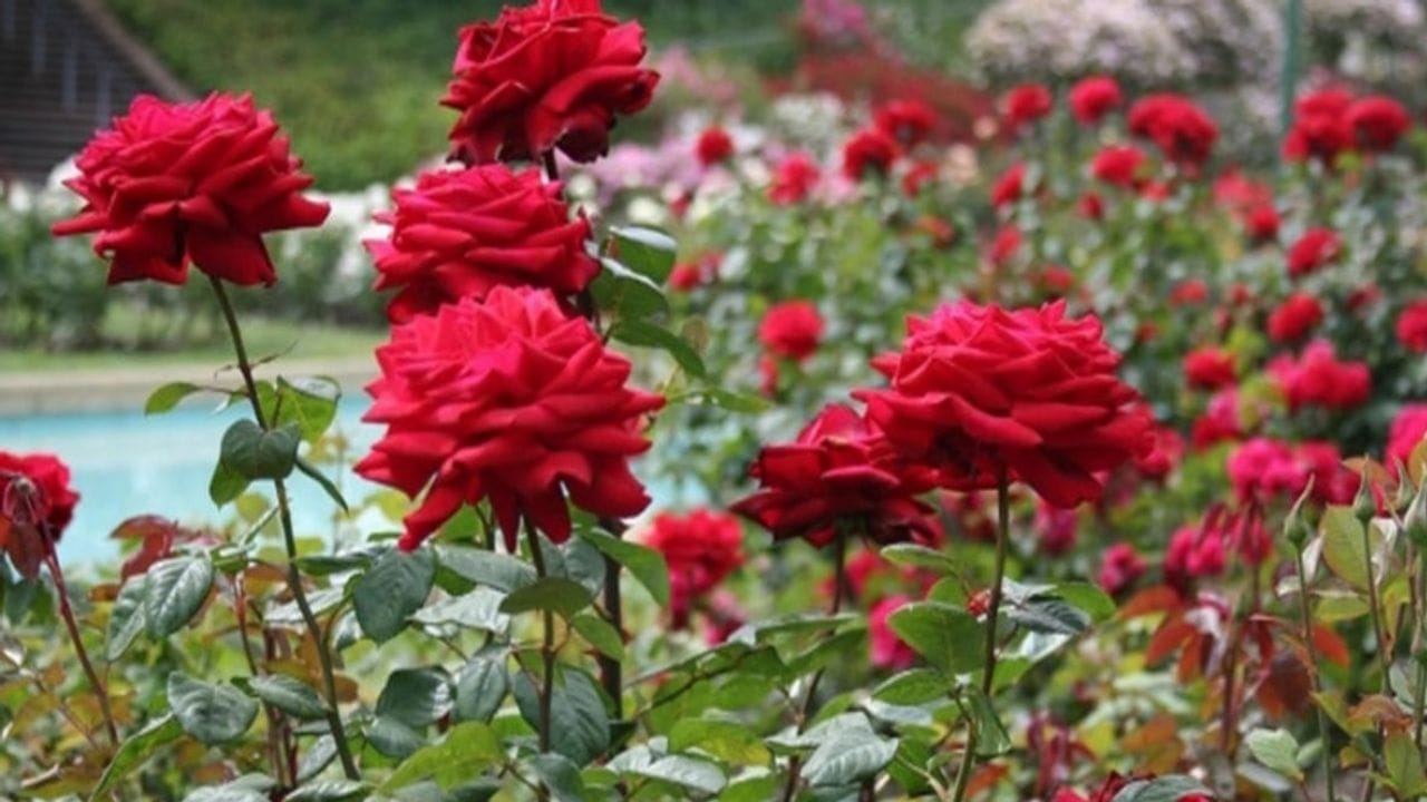 વાસ્તુ અનુસાર, તમારા ઘરમાં ગુલાબ લગાવવાથી સુખ અને સમૃદ્ધિ જળવાઈ રહેશે અને ઘરમાંથી નકારાત્મક ઉર્જા પણ દૂર થશે.