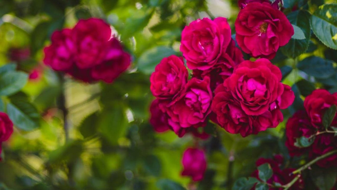 વાસ્તુ શાસ્ત્ર અનુસાર, તમારા ઘરમાં ગુલાબ લગાવવાથી સુખ અને સમૃદ્ધિ જળવાઈ રહેશે અને વ્યવસાયમાં નફો થશે.