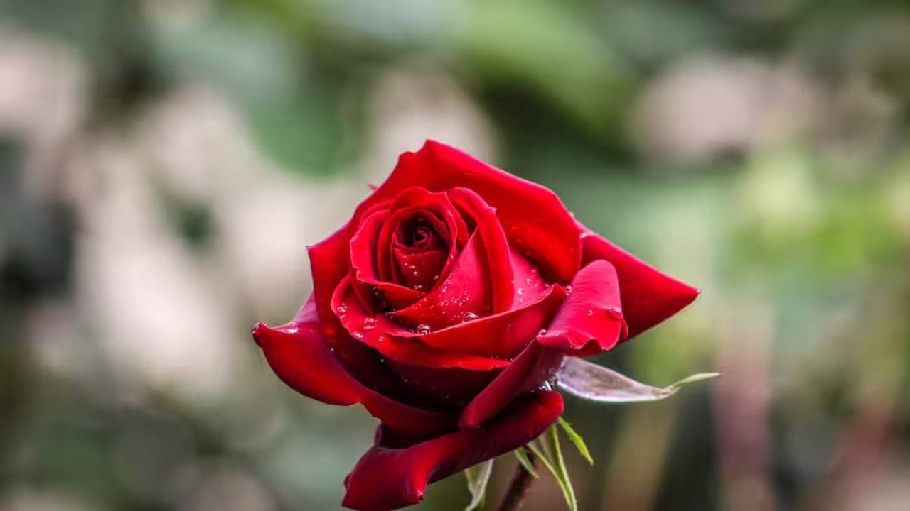 પ્રેમ જીવન સાથે સંઘર્ષ કરી રહેલા લોકોએ તેમના બેડરૂમમાં કાચના પાત્રમાં ગુલાબનો છોડ રાખવો જોઈએ. તેનું પાણી દરરોજ બદલો. આ તમારા પ્રેમ જીવનને પુનઃસ્થાપિત કરશે.