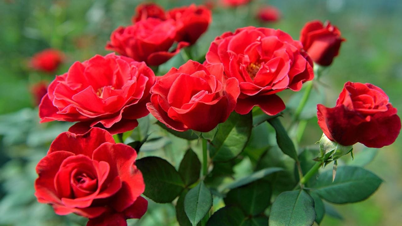 કારણ કે ગુલાબ કાંટાવાળો છોડ છે, અને વાસ્તુ મુજબ ઘરમાં કે ઘરમાં કાટાવાળા છોડ ના લગાવવા જોઈએ, તે ઘરમાં નકારાત્મક ઉર્જા લાવે છે. પણ ગુલાબના છોડને વાસ્તુનો આ નિયમ લાગુ પડતો નથી, કારણ કે તે દેવી લક્ષ્મીનું પ્રીય ફુલ છે આથી તેને છોડ ઘરમાં લગાવવો શુભ માનવામાં આવે છે. પણ ધ્યાન રાખવું કે ચોક્કસ દીશામાં જ ગુલાબનો છોડ લગાવવો ફાયદાકારક છે. 