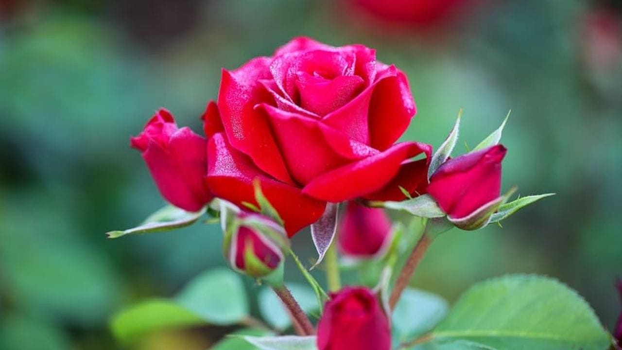 ઘરમાં મોટાભાગની રાખેલી વસ્તુઓ વાસ્તુ સાથે જોડવામાં આવે છે તો વાસ્તુ શાસ્ત્ર મુજબ ઘરમાં ગુલાબનો છોડ વાવવો જોઈએ કે નહીં?  તમને જણાવી દઈએ કે ગુલાબનું ફુલ દેવી લક્ષ્મીને ખુબ જ પસંદ હોય છે પણ જો ગુલાબનો છોડ ઘરમાં લગાવવો ઘણા લોકો અશુભ માને છે. 