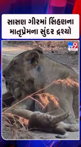 સિંહણને વ્હાલ કરતાં સિહબાળ કેમેરામાં કેદ