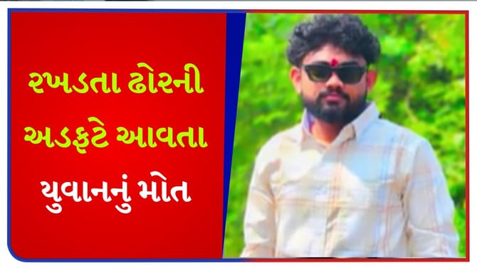 તળાજા હાઇવે પર રખડતા ઢોરે લીધો યુવકનો ભોગ - જુઓ Video
