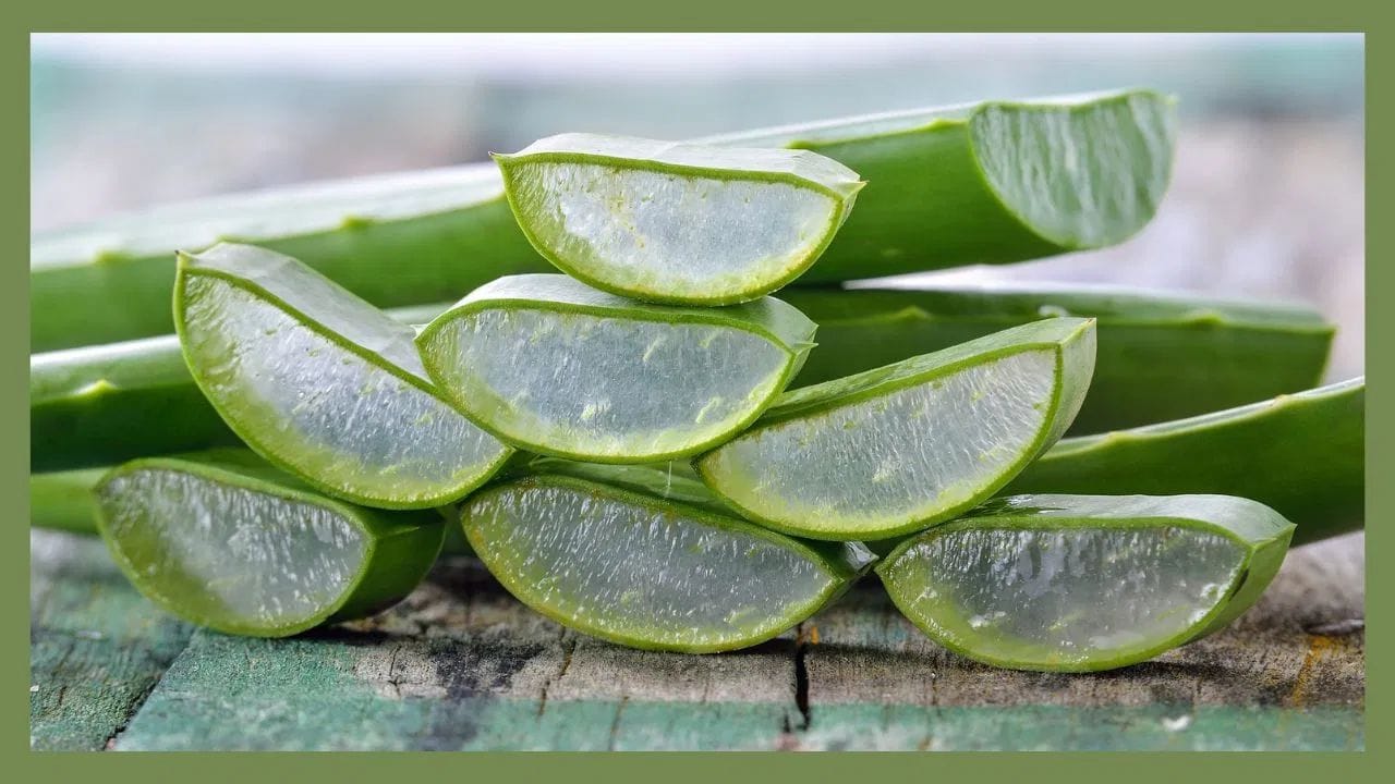 એલોવેરામાં રહેલા એન્ટીઑકિસડન્ટ અને વિટામિન E ત્વચાને ઊંડે સુધી પોષણ આપે છે. દરરોજ રાત્રે સૂતા પહેલા તમારા ચહેરા પર એલોવેરા જેલ લગાવો અને હળવા હાથે માલિશ કરો. આ કરચલીઓ ઘટાડવામાં મદદ કરે છે અને તમારી ત્વચાને નેચરલ ગ્લો આપે છે.