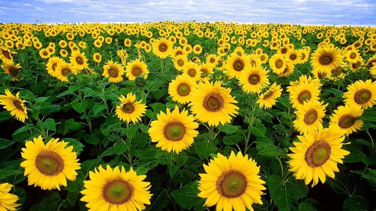 સૂર્યમુખીનો છોડ - ઘરમાં સૂર્યમુખીનો છોડ વાવો. આ લાલ અને પીળા ફૂલો તમારા ઘરને સકારાત્મક ઉર્જાથી ભરી દેશે. તમારા કાર્યસ્થળ પર સૂર્યમુખીનો છોડ લગાવવો પણ ખૂબ જ શુભ છે.