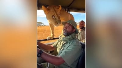 સફારી જીપમાં અચાનક આવી સિંહણ, ડ્રાઈવરનો ચહેરો સૂંઘ્યો અને પછી જે થયુ..... - વાંચો