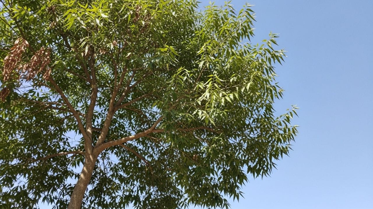 રાહુ-કેતુ દોષ દૂર થયા? : ધાર્મિક માન્યતાઓ અનુસાર, ઘરમાં લીમડાનું ઝાડ શનિ અને રાહુ-કેતુના અશુભ પ્રભાવોને પણ દૂર કરી શકે છે. જોકે, તેની દિશાનું ખાસ ધ્યાન રાખવું જોઈએ.