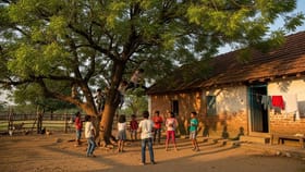 એક એવું ઝાડ જેના ઘરઆંગણે લગાવથી દોષ મુક્ત થશો