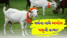 અબોલ પશુ પર અત્યાચાર! માતાજીની માનતા પૂરી કરવા ચડાવી બલિ