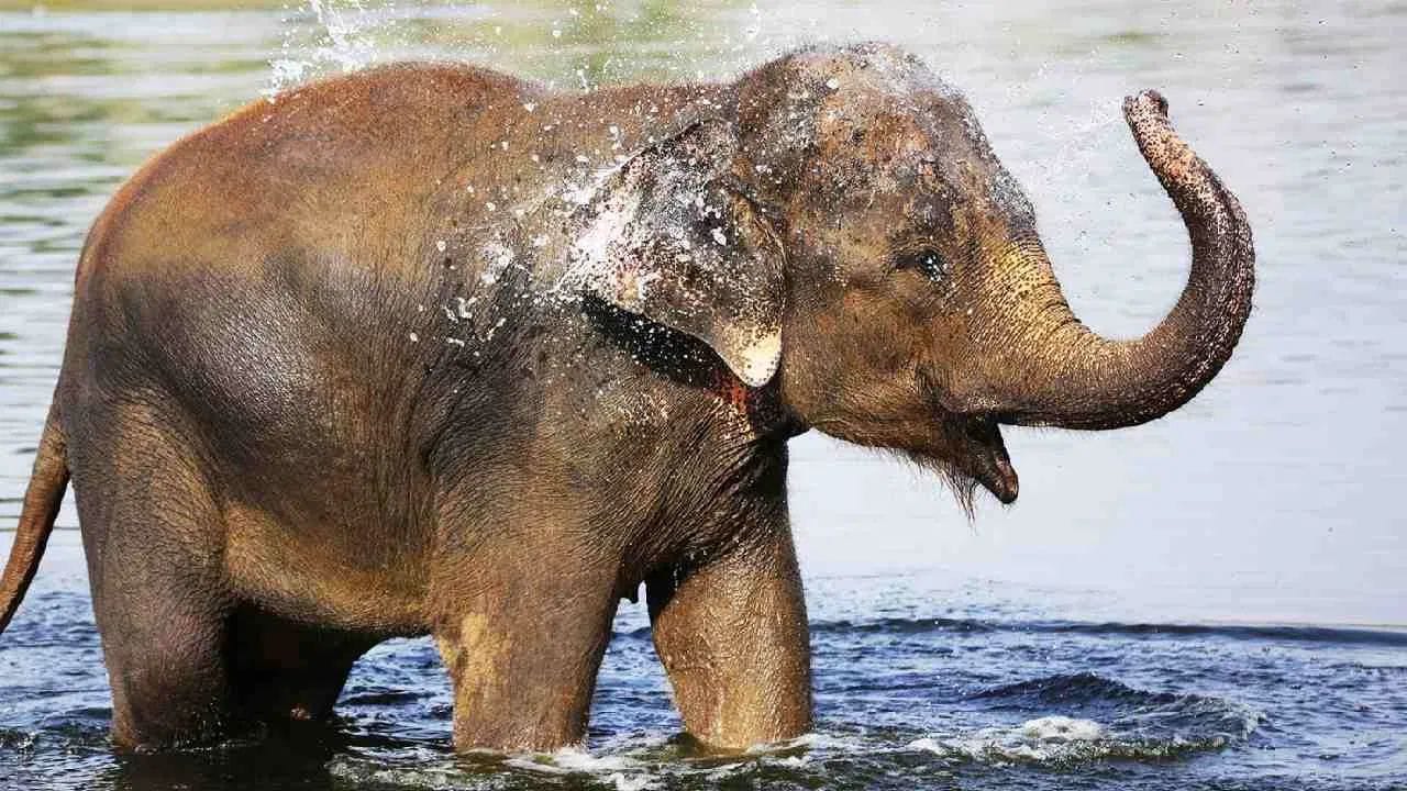 સિંહની જેમ હાથી ગર્જના કરી શકતો નથી. વધુમાં જ્યારે સિંહ ગર્જના કરે છે, ત્યારે 8-8 કિલોમીટર દૂર સુધી જંગલ ધ્રૂજી ઊઠે છે. સિંહની ગર્જના સાંભળીને બીજા પ્રાણીઓની હાલત ખરાબ થઈ જાય છે, જ્યારે હાથીનો અવાજ ખૂબ જ સામાન્ય હોય છે.