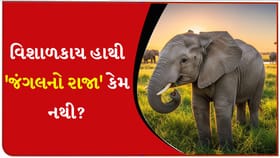 એક ઝટકામાં ઝાડ ઉખાડનાર હાથી 'જંગલનો રાજા' કેમ ન બની શક્યો?