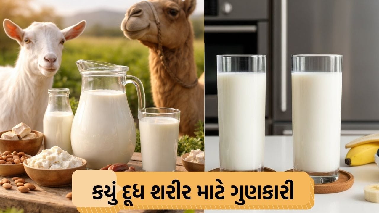 2000 રુપિયે લીટર મળે છે આ સુપર પાવર દૂધ, જેના વિશે તમે નહીં જાણતા હોવ, જાણો લાભ!