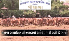 ભાવનગરમાં ઢોરવાડામાં ટપોટપ મરી રહ્યા છે અબોલ પશુઓ, તંત્ર નીંદ્રાધીન
