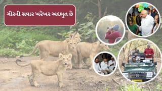 મુખ્યપ્રધાન ભૂપેન્દ્ર પટેલે ગીર સફારીમાં સિંહ દર્શન કર્યા, કહ્યું-જંગલ સફારીનો અનુભવ અવિસ્મરણીય,જુઓ ફોટો