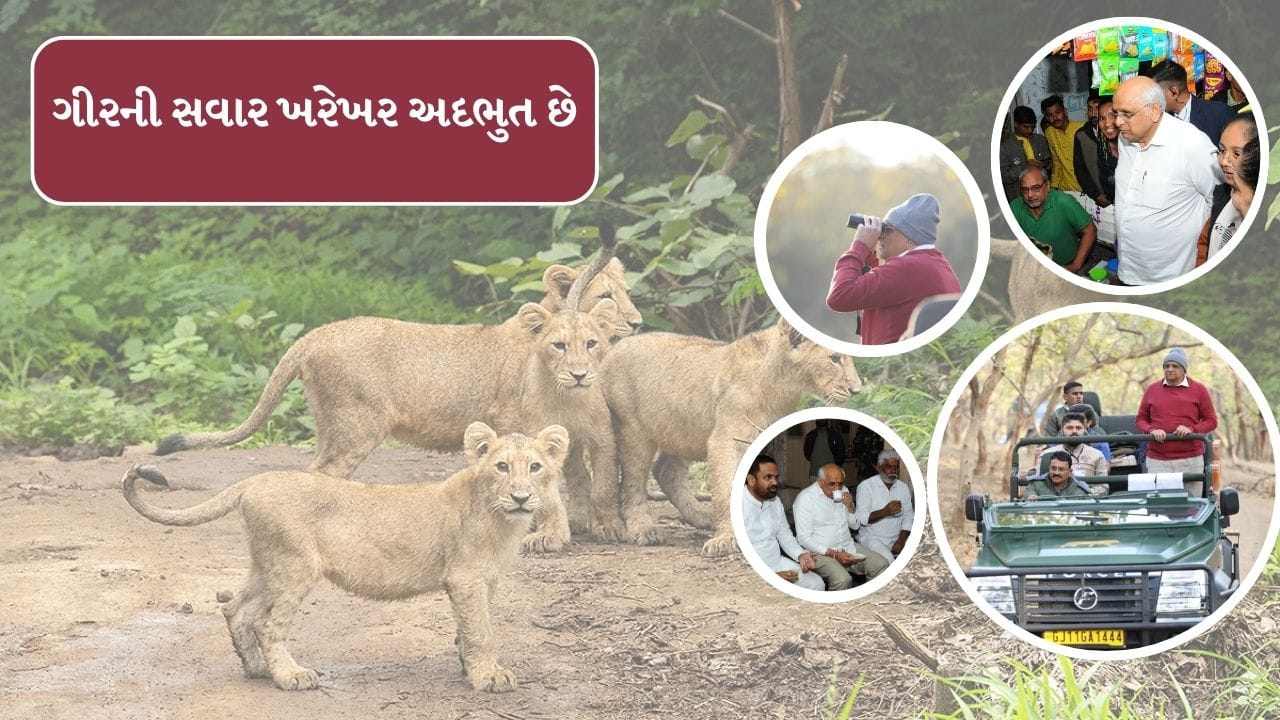 ગુજરાતના મુખ્યપ્રધાન ભુપેન્દ્ર પટેલ જૂનાગઢના કાર્યક્રમ પૂર્ણ કર્યા બાદ સાસણગીરની મુલાકાત લીધી હતી. જૂનાગઢ વાસીઓને 215 કરોડ રુપિયાના વિકાસકાર્યોની ભેટ પણ આપી છે