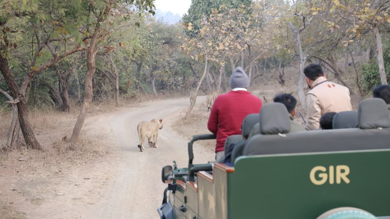 CMએ કેરંભા થાણા વિસ્તારની મુલાકાત લીધી હતી. જ્યાં તેમણે બે જુદા-જુદા વિસ્તારમાં સિંહ નિહાળ્યા હતા.