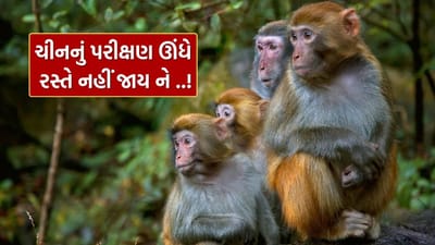 નવા જૂની થશે ! ચીન લાખો રૂપિયા આપીને ખરીદી રહ્યું છે વાંદરા, કરવામાં આવી રહ્યું છે આ પરીક્ષણ