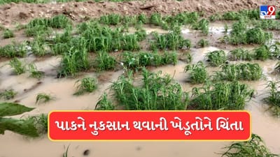 Kutch : કમોસમી વરસાદ ખેડૂતોના મોઢામાં આવેલો કોળિયો છીનવી લેશે ! જીરુંના પાકને મોટું નુક્સાન થવાની ભીતિ, જુઓ Video