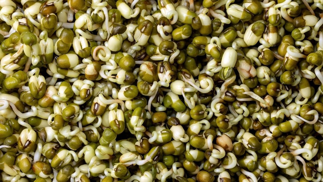 મગની દાળ ભારતીય ભોજનનો અવિભાજ્ય ભાગ રહી છે. તે હલકી, પૌષ્ટિક અને સરળતાથી પચી જાય તેવી દાળ છે. ભારતમાં મગની દાળ ખાવાની સૌથી જૂની રીત ખીચડી બનાવવાની છે, પરંતુ આજકાલ લોકો તેને અલગ–અલગ રીતે, ખાસ કરીને ફણગાવીને (સ્પ્રાઉટ્સ) ખાવા લાગ્યા છે. સોશિયલ મીડિયા પર વજન ઘટાડા, ડાયાબિટીસ નિયંત્રણ અને ફિટનેસ સાથે જોડાયેલા અનેક વીડિયો અને રીલ્સમાં મગના સ્પ્રાઉટ્સના ફાયદાઓ બતાવવામાં આવે છે, જેના કારણે તેની લોકપ્રિયતા વધી છે.