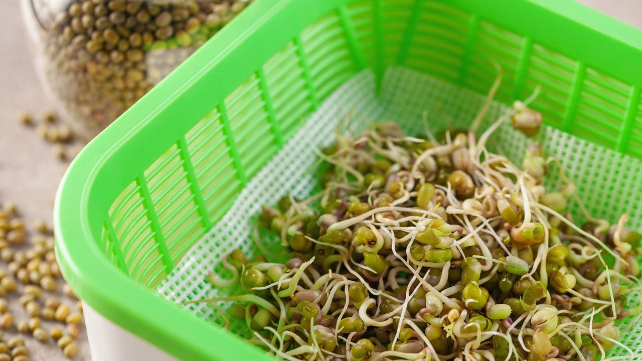 મગની દાળના સ્પ્રાઉટ્સ ક્યારે ખાવા શ્રેષ્ઠ? છે તેની વાત કરવામાં આવે તો ધર્મશિલા નારાયણ હોસ્પિટલની સિનિયર ડાયેટિશિયન પાયલ શર્મા જણાવે છે કે મગના સ્પ્રાઉટ્સ ખાવાનો શ્રેષ્ઠ સમય સવારનો છે. સવારના સમયે શરીરનું મેટાબોલિઝમ ઝડપી હોય છે, જેના કારણે પ્રોટીન અને અન્ય પોષક તત્વો સારી રીતે શોષાઈ જાય છે. સ્પ્રાઉટ્સ પચાવવા માટે શરીરને થોડી શારીરિક પ્રવૃત્તિની જરૂર પડે છે, તેથી સવારમાં ખાધા બાદ સક્રિય રહેવું પાચન માટે લાભદાયી સાબિત થાય છે.