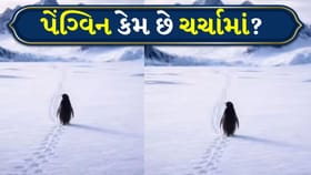 સમુદ્ર નહીં, મૃત્યુ તરફ જતા પેંગ્વિને રડાવી દીધી દુનિયા!