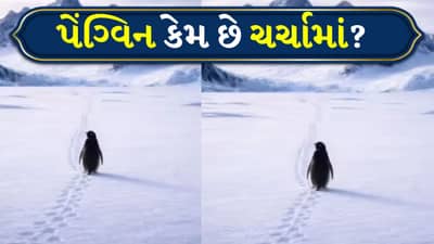 Viral Video: 2007નો પેંગ્વિન, 2026માં આંસુ લાવી રહ્યો છે! આખી દુનિયા કેમ થઈ ઈમોશનલ?