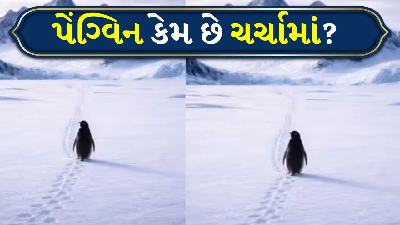 Viral Video: 2007નો પેંગ્વિન, 2026માં આંસુ લાવી રહ્યો છે! આખી દુનિયા કેમ થઈ ઈમોશનલ?