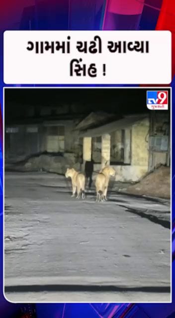 ગામમાં રહેણાંક વિસ્તારમાં ઘૂસ્યા 2 સિંહ