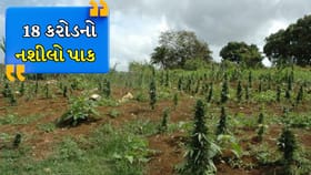 સાયલા તાલુકામાં ગાંજાના ખેતરો ઝડપાયા, ત્રણ ટ્રેક્ટર જેટલો થયો મુદ્દામા