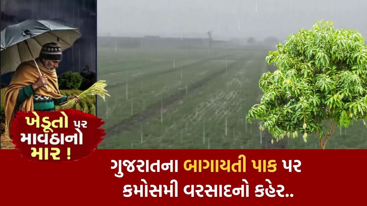 Unseasonal rains in Navsari, fear of loss in horticultural crop mango-chiku, hear what farmers said..